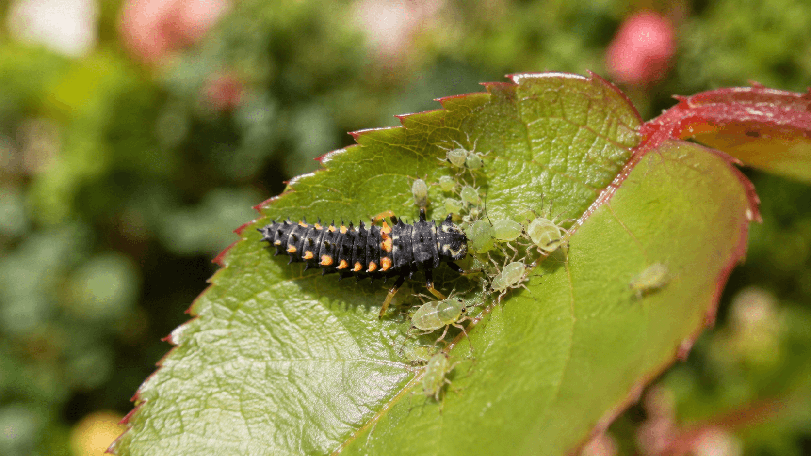 Larve de coccinelle : identification, cycle de vie et rôle au jardin